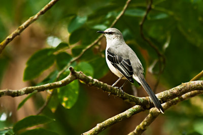 tropical-mockingbird