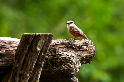 vermilion-flycatcher-adult-female