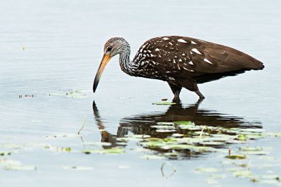 limpkin