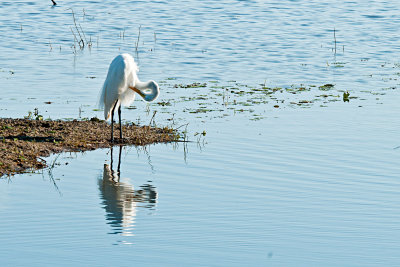 snowy-egret