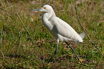 snowy-egret-walk