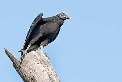 black-vulture