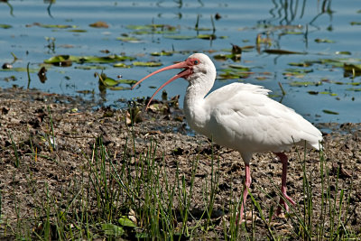 White-Ibis