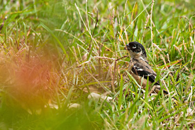 white-collared-seedeater