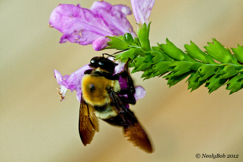 Bee Close-Up October 25