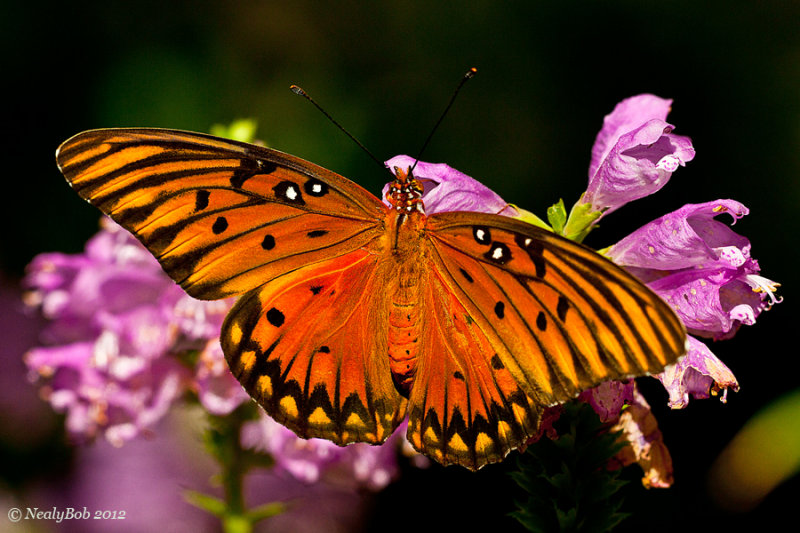 Butterfly November 6