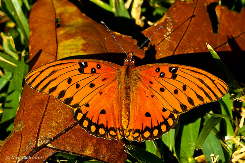 Butterflys In November