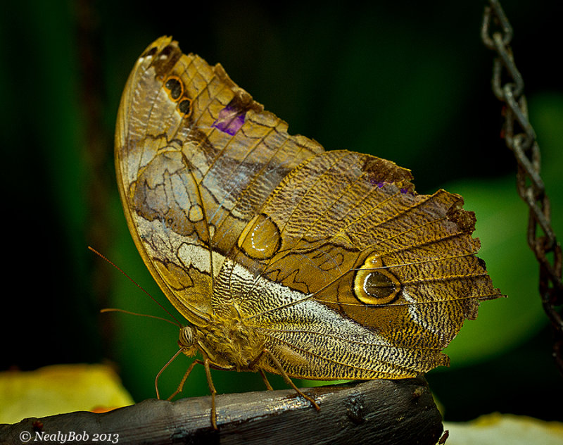 Owl Butterfly January 7
