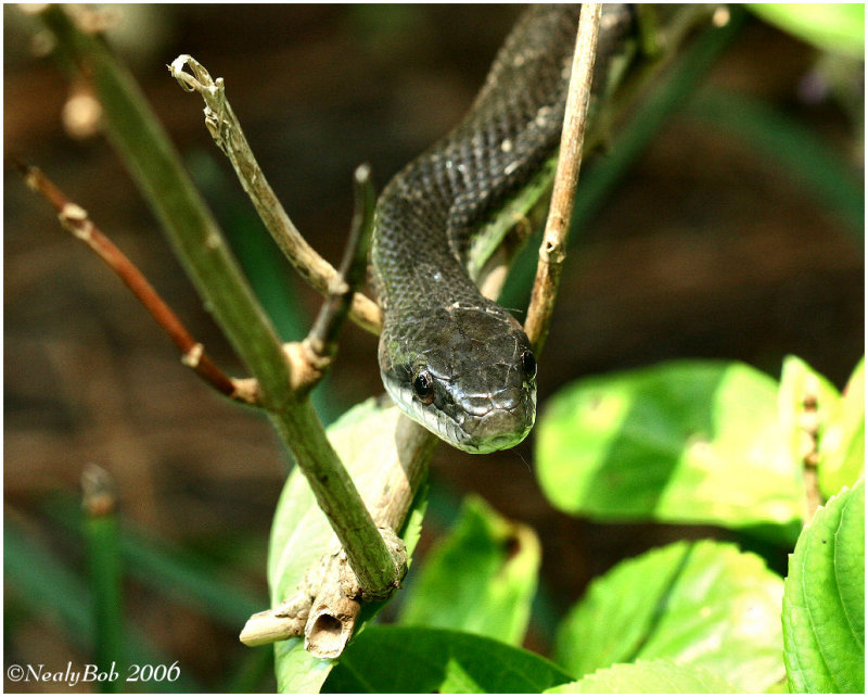 Snake September 6 *