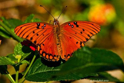 Butterflys In November