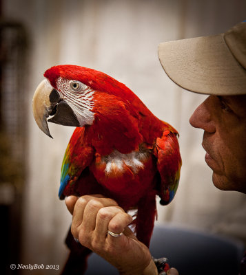 Red Macaw January 20