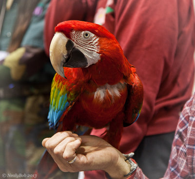 Red Macaw 