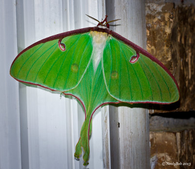 Luna Moth April 19