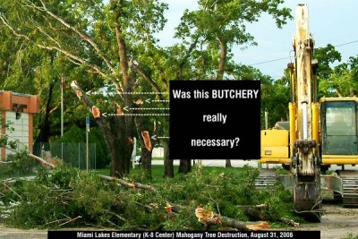 Miami Lakes Elementary (K-8 Center) destruction of Mahogany trees