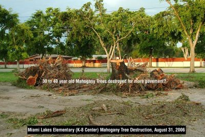 Miami Lakes Elementary (K-8 Center) destruction of Mahogany trees