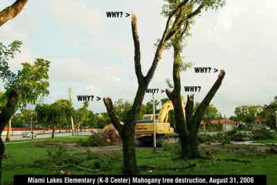 Miami Lakes Elementary (K-8 Center) destruction of Mahogany trees