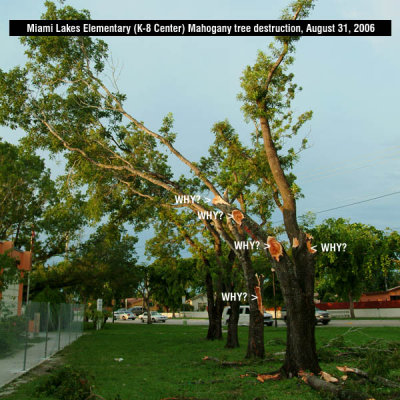 Miami Lakes Elementary (K-8 Center) destruction of Mahogany trees