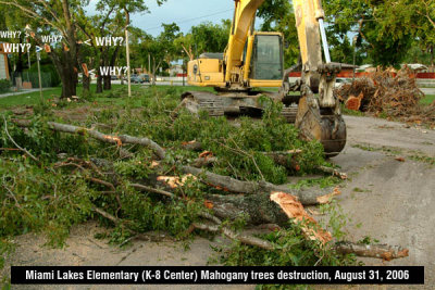 Tree Abuse Gallery:  The Destruction of Large Old Mahogany trees at Miami Lakes Elementary (K-8 Center) in Miami Lakes, FL