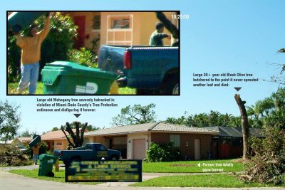 #1 of series - Tree butchers caught in action at 14302 Marginada Court, Miami Lakes, FL 33014-2922