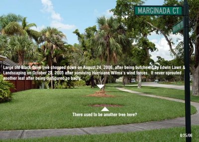 #5 of series - Large old dead Black Olive tree cut down at 14302 Marginada Court, Miami Lakes, FL 33014-2922