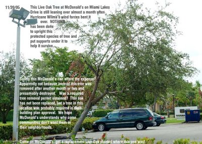 Live Oak Tree Abuse and Removal at McDonalds's on Miami Lakes Drive in the Town of Miami Lakes