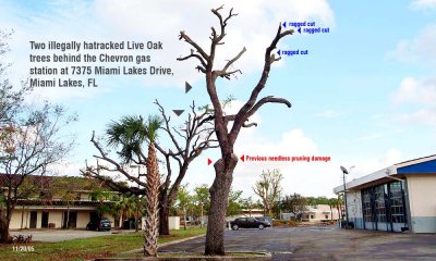 Tree Abuse:  40-50 year old Live Oak trees butchered behind the Chevron Station on Miami Lakes Drive in Miami Lakes, FL 33014