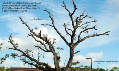 Tree Abuse:  40-50 year old Live Oak tree butchered behind the Chevron Station on Miami Lakes Drive in Miami Lakes, FL