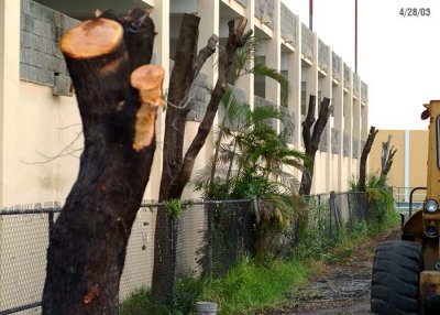 Tree Destruction at the Miami Plaza Hotel, Hialeah Gardens, FL