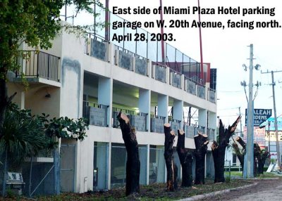 Tree Destruction at the Miami Plaza Hotel, Hialeah Gardens, FL