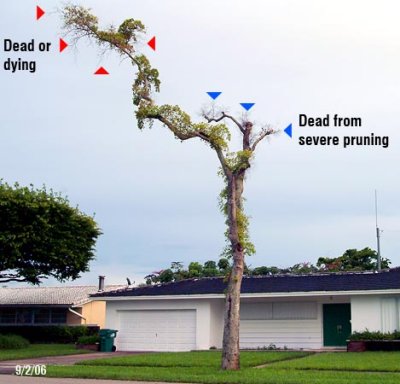 Tree Destruction:  dying taxpayer-owned Black Olive tree on public swale area at 7450 Twin Sabal Drive, Town of Miami Lakes, FL