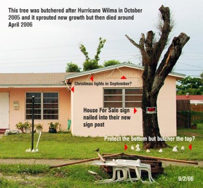 Tree Abuse, Destruction and Elimination Gallery:  the City of Hialeah, FL