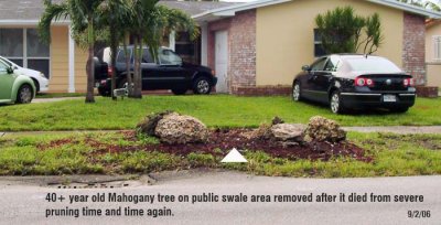 Tree elimination:  40+ year old Mahogany tree removed from public swale area at 8260 W. 16 Avenue, Hialeah, FL 33014-3357