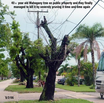 Tree destruction:  40+ year old Mahogany tree finally dies on the public swale area at 8330 W. 16 Avenue, Hialeah, FL 33014-3358