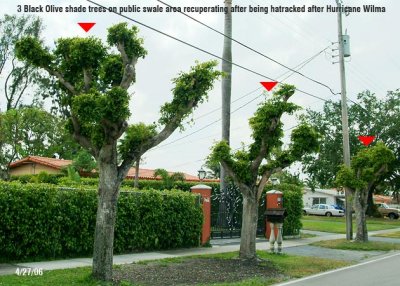 Tree abuse:  3 Black Olive shade trees hatracked at 862 W. 64 Street, Hialeah, FL 33012-6413