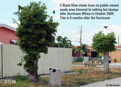 Tree Abuse:  2 Black Olive shade trees on public-owned swale area butchered to stumps at 914 W. 64 Place, Hialeah, FL 33012-6453
