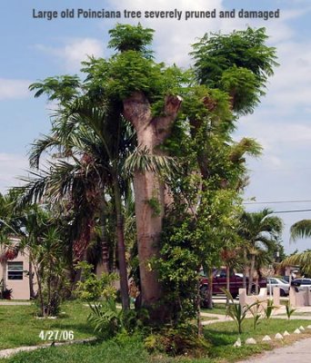 Tree Abuse:  Large old Poinciana shade tree on public-owned swale area butchered at 943 W. 67 Street, Hialeah, FL 33012-6466