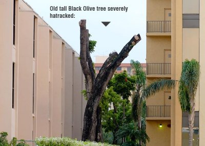 Tree abuse:  Old tall Black Olive shade tree hatracked at 1790 W. 49 Street, Hialeah, FL