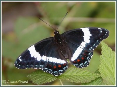 Amiral / White Admiral / Basilarchia arthemis arthemis