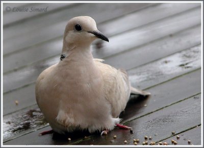 Tourterelle rieuse / Ringed Turtle-Dove