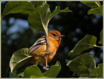 Oriole de Baltimore / Baltimore Oriole