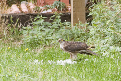 Sparrow hawk just grabed its pray! & all in my garden!.1_MG_1336.jpg