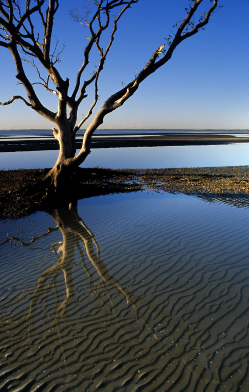 Mangrove Tree