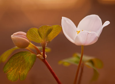 Rue Anemone