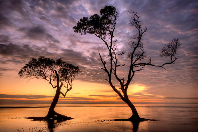 Mangrove Silhouette