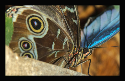 Butterfly Florida