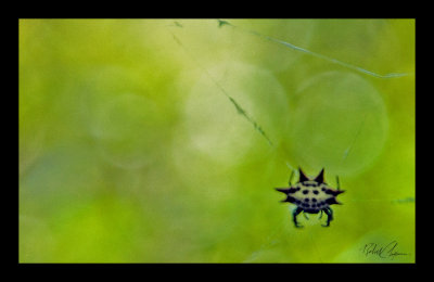 Little spider Florida