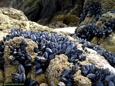 mussels at low tide