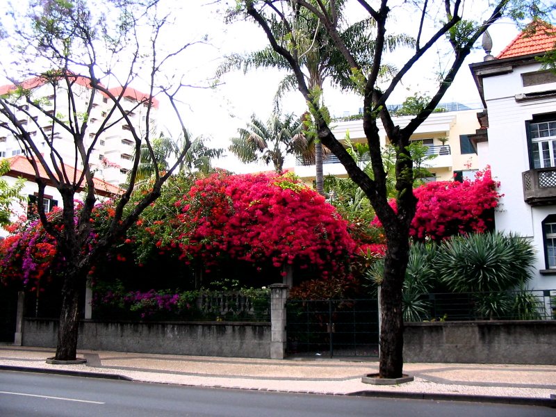 Street scene -9