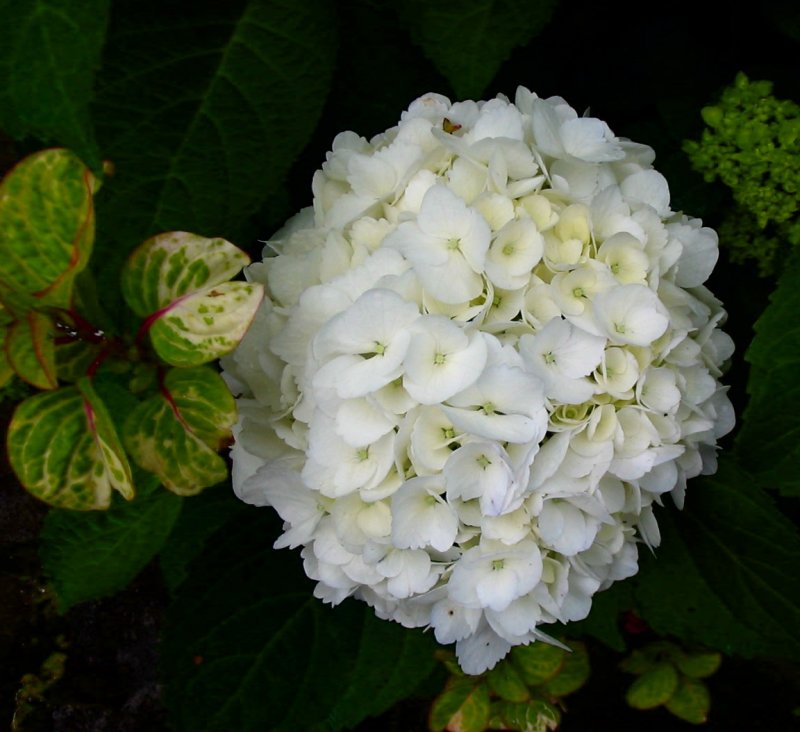 Hydrangea