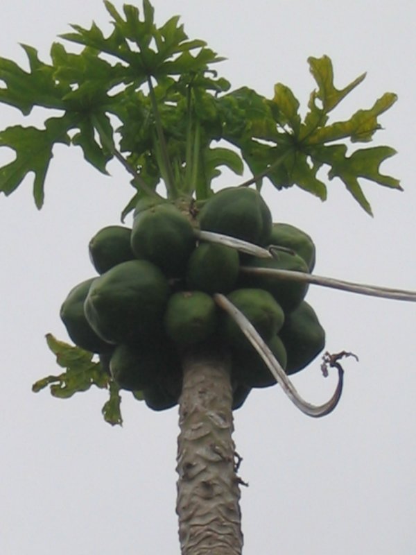 Paw paw